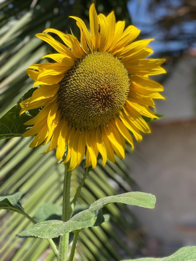 Corazón De 2*