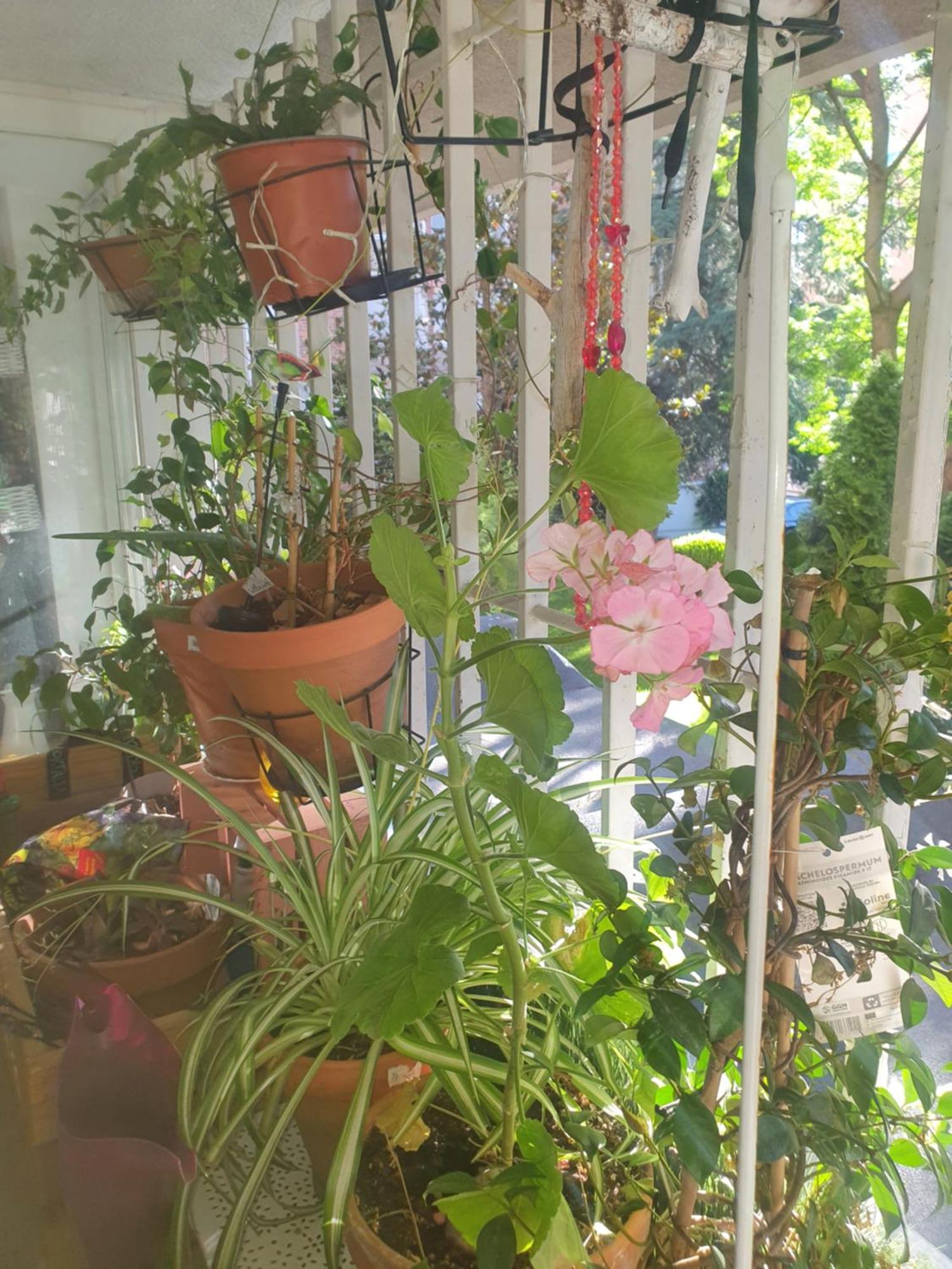Libros Y Plantas A 5 Minutos Del Centro En Bus Apartamento Madrid