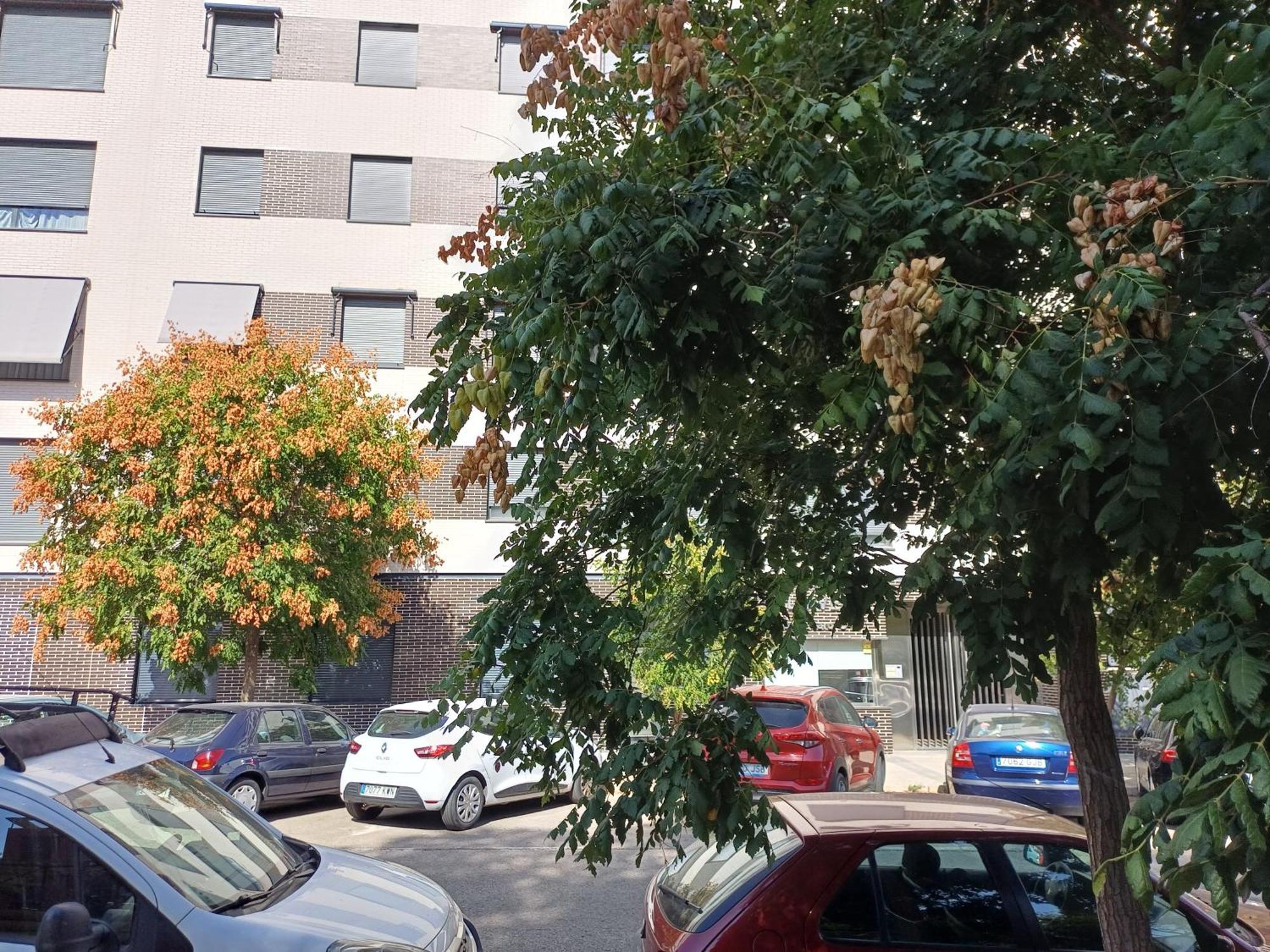 Estudios Nuevos Centro Pensión